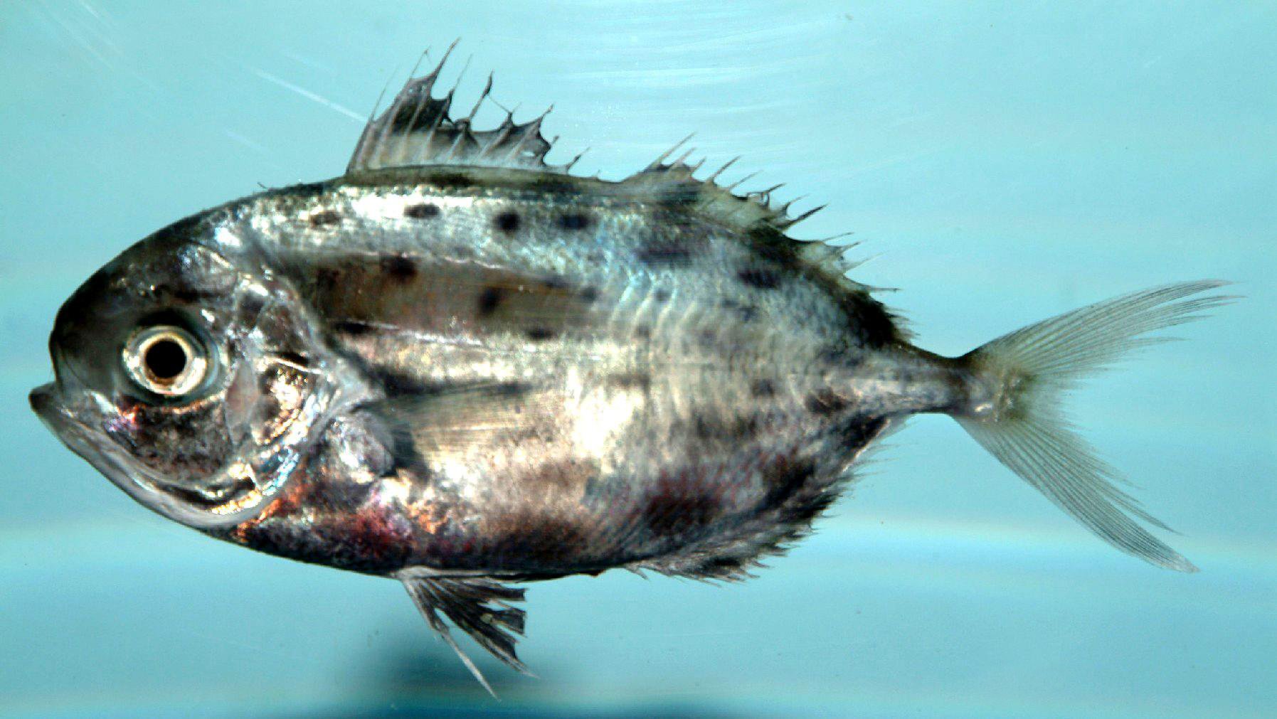 Spotted Driftfish (Ariomma regulus) |commons:File:Spotted driftfish ( Ariomma regulus ).jpg