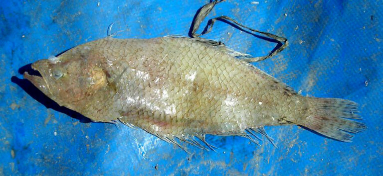 Spotted Flounder (Citharus linguatula) |commons:File:Citharus linguatula.JPG