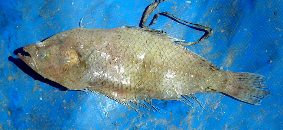 Spotted Flounder (Citharus linguatula) |commons:File:Citharus linguatula.JPG
