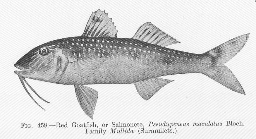 spotted goatfish (Pseudupeneus maculatus) |commons:File:FMIB 52030 Red Goatfish, or Salmonete, Pseudupeneus maculatus Bloch Family Mullidae (Surmullets).jpeg