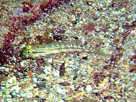 Spotted Goby (Coryphopterus punctipectophorus) |commons:File:Coryphopterus punctipectophorus.jpg