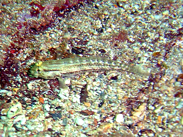 Spotted Goby (Coryphopterus punctipectophorus) |commons:File:Coryphopterus punctipectophorus.jpg
