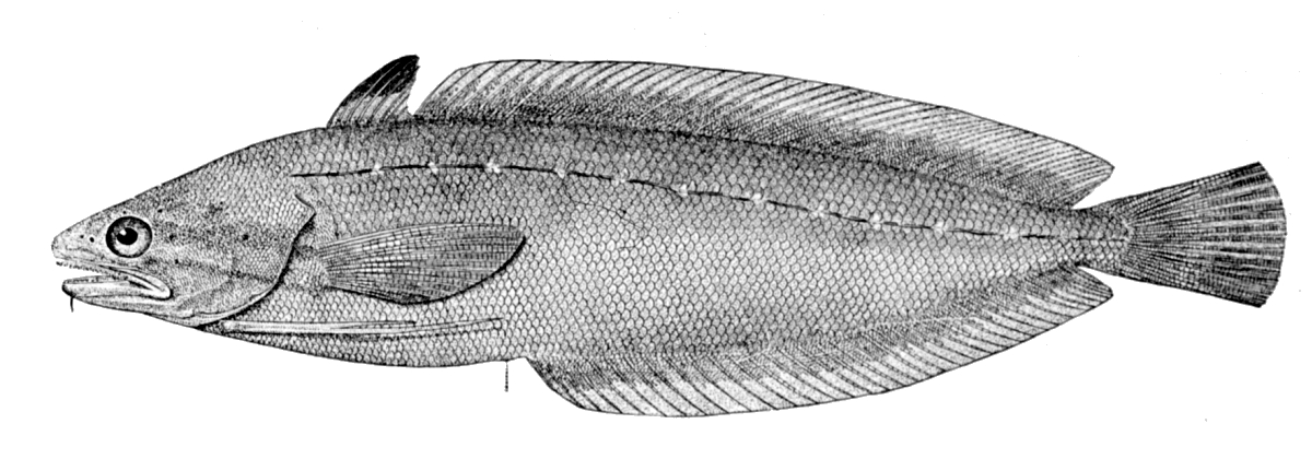 Spotted Hake (Urophycis regia) |commons:File:Urophycis regia.jpg