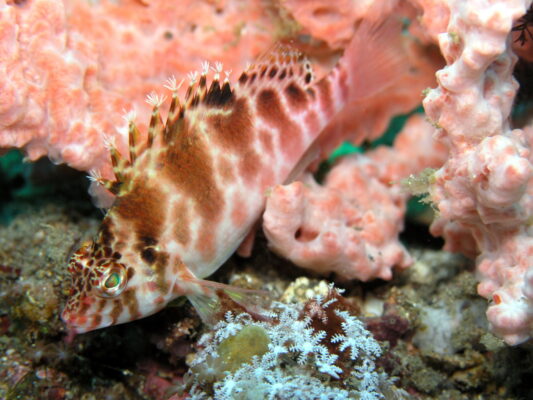 Spotted Hawkfish (Cirrhitichthys aprinus) |commons:File:Cirrhitichthys aprinus.JPG