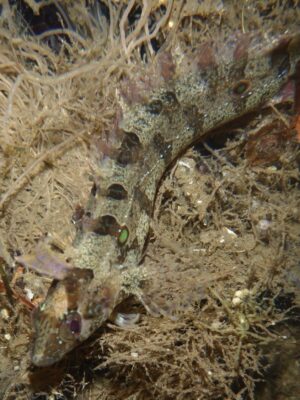 Spotted Kelpfish (Gibbonsia elegans) |commons:File:Gibbonsia elegans.jpg