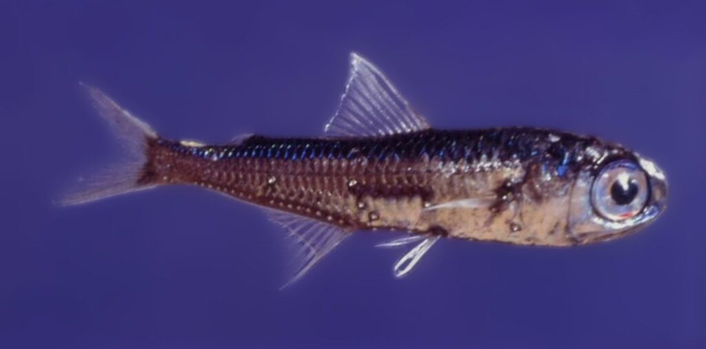 Spotted Lanternfish (Myctophum punctatum) |commons:File:Messina Straits Myctophum punctatum.jpg