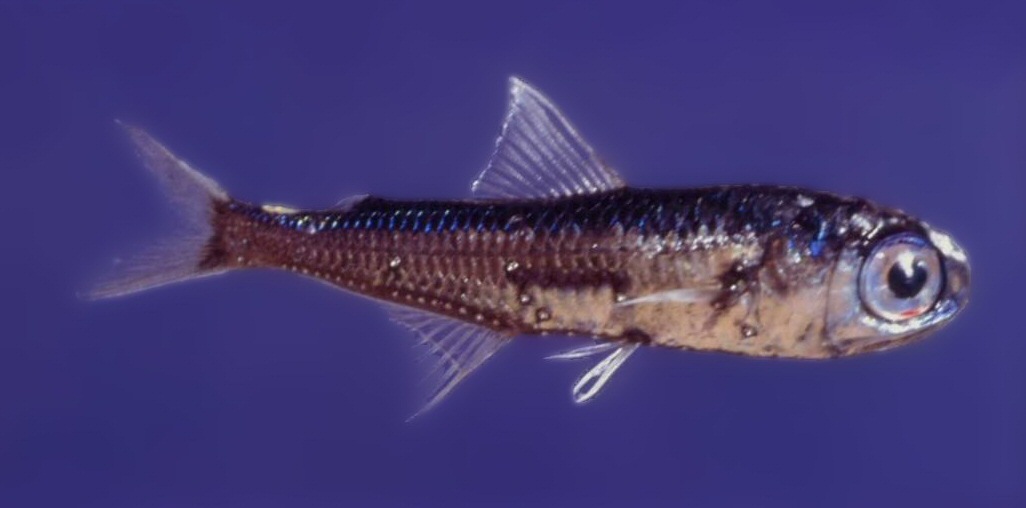 Spotted Lanternfish (Myctophum punctatum) |commons:File:Messina Straits Myctophum punctatum.jpg