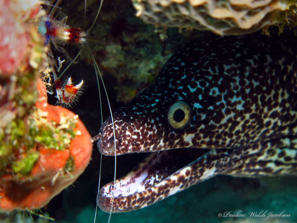 Spotted Moray (Gymnothorax moringa) |commons:File:Gymnothorax moringa 320139866.jpg