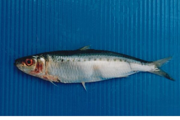 Spotted Sardinella (Amblygaster sirm) |commons:File:Amblygaster sirm(Walbaum, 1792).jpg