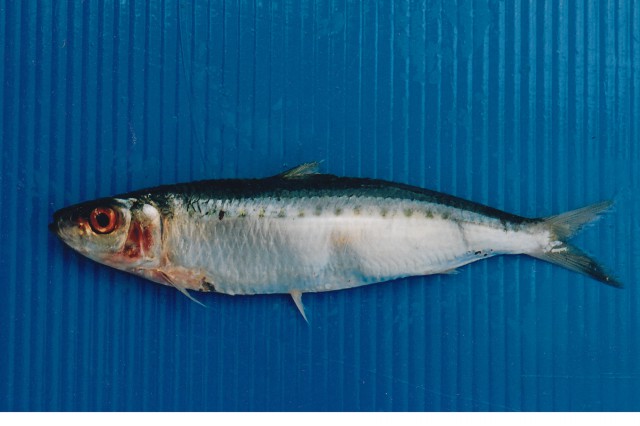 Spotted Sardinella (Amblygaster sirm) |commons:File:Amblygaster sirm(Walbaum, 1792).jpg