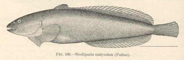 Spotted Snailfish (Liparis callyodon) |commons:File:FMIB 39377 Neoliparis callyodon (Pallas).jpeg