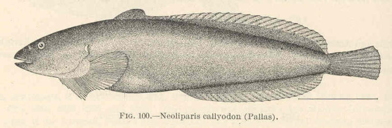 Spotted Snailfish (Liparis callyodon) |commons:File:FMIB 39377 Neoliparis callyodon (Pallas).jpeg