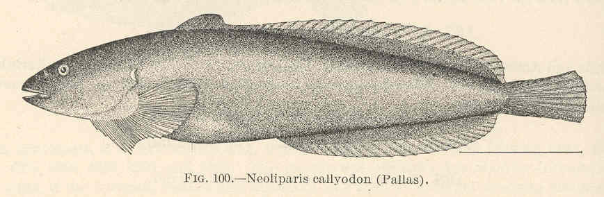 Spotted Snailfish (Liparis callyodon) |commons:File:FMIB 39377 Neoliparis callyodon (Pallas).jpeg