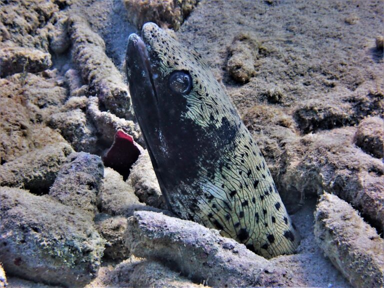 Spotted Snake Eel (Ophichthus ophis) |commons:File:Ophichthus ophis 249144952.jpg