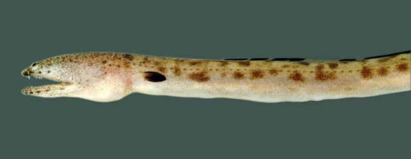 Spotted Spoon-nose Eel (Echiophis intertinctus) |commons:File:Echiophis intertinctus SI.jpg