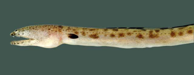 Spotted Spoon-nose Eel (Echiophis intertinctus) |commons:File:Echiophis intertinctus SI.jpg