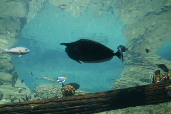 Spotted Unicornfish (Naso brevirostris) |commons:File:Naso brevirostris (UShaka Sea World).jpg