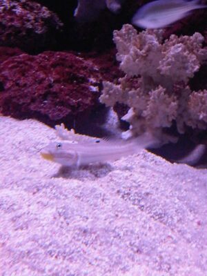 Spotted Watchman Goby (Cryptocentrus leptocephalus) |commons:File:Cryptocentrus leptocephalus - Kew 1.jpg