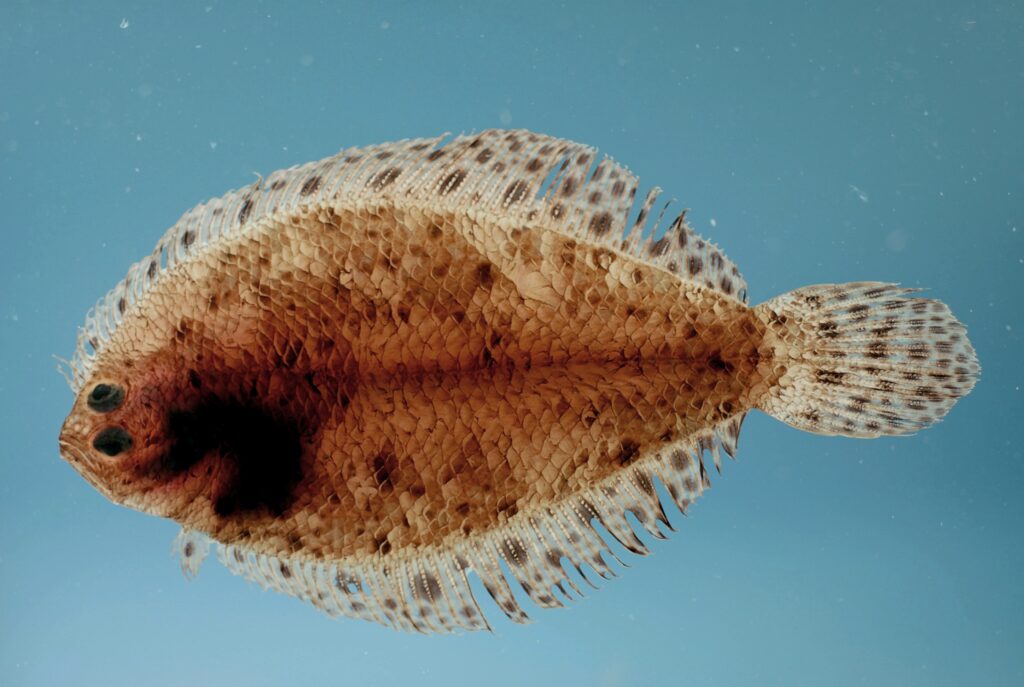 Spotted Whiff (Citharichthys macrops) |commons:File:Citharichthys macrops.jpg