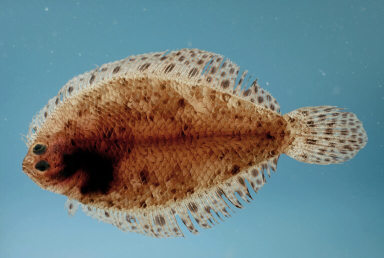 Spotted Whiff (Citharichthys macrops) |commons:File:Citharichthys macrops.jpg