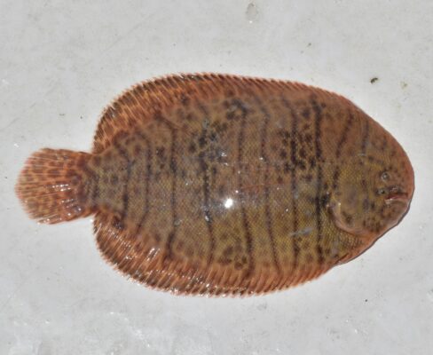 spottedfin sole (Trinectes fonsecensis) |commons:File:Trinectes fonsecensis 118662836.jpg