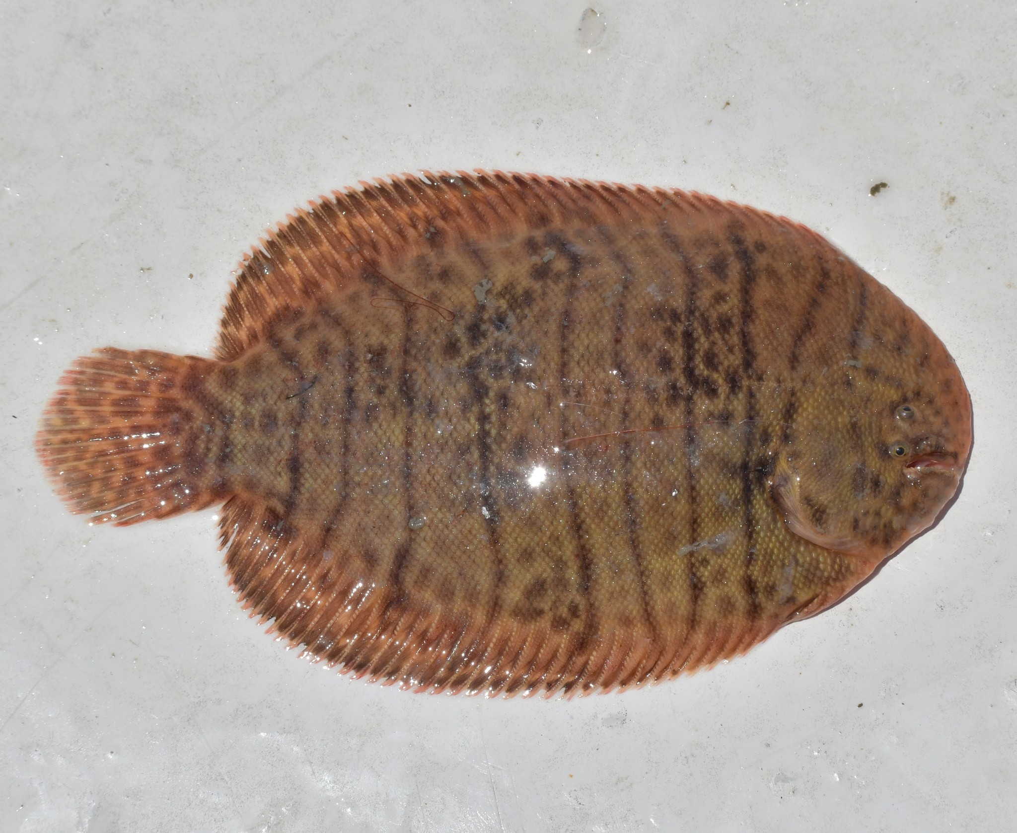 spottedfin sole (Trinectes fonsecensis) |commons:File:Trinectes fonsecensis 118662836.jpg