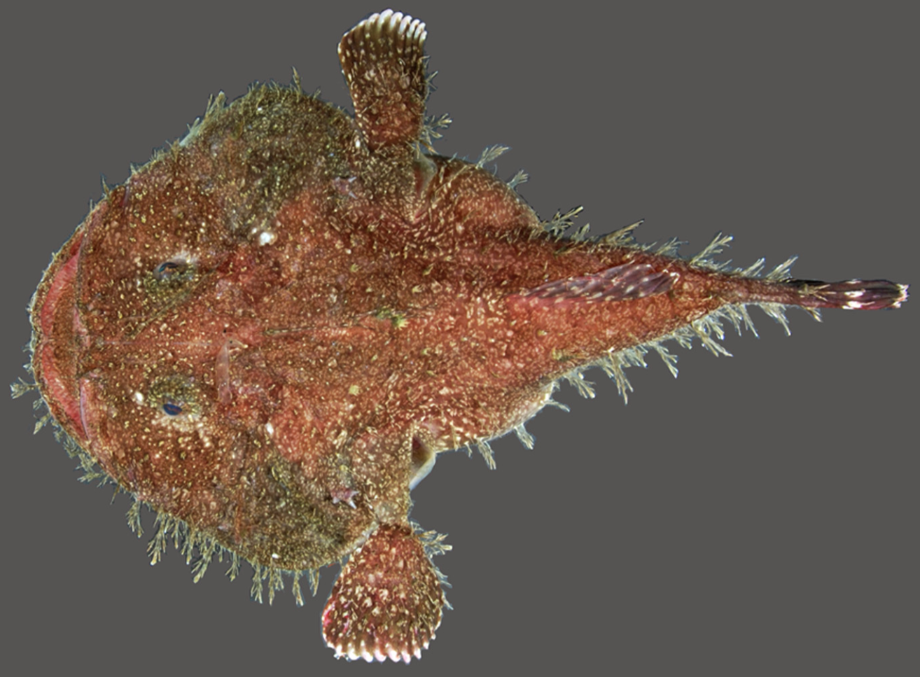 Spottedtail Goosefish (Lophiodes caulinaris) |commons:File:Lophiodes caulinaris.png