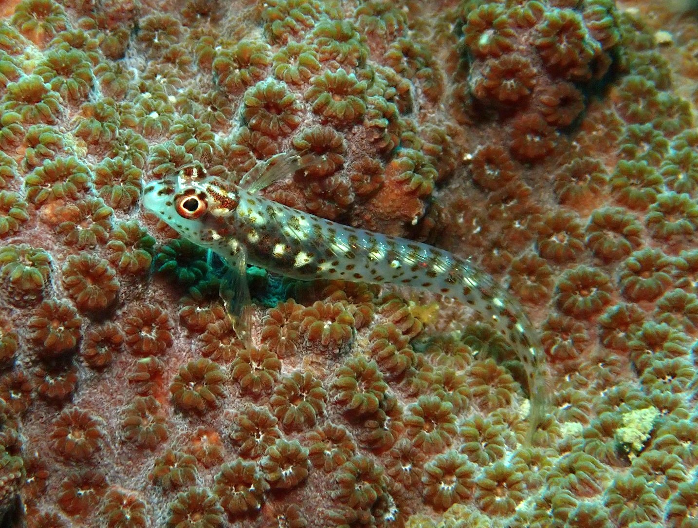 Spotty Blenny (Laiphognathus multimaculatus) |commons:File:Laiphognathus multimaculatus.jpg