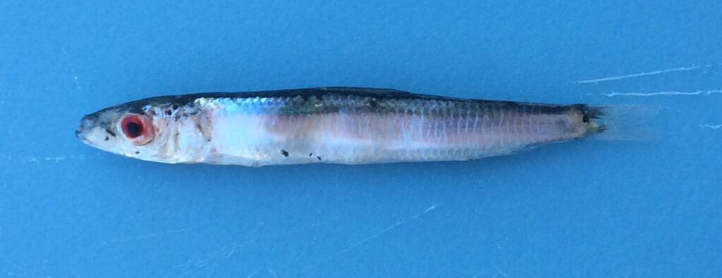 Spratelloides robustus (Spratelloides robustus) |commons:File:Spratelloides robustus 121701667.jpg
