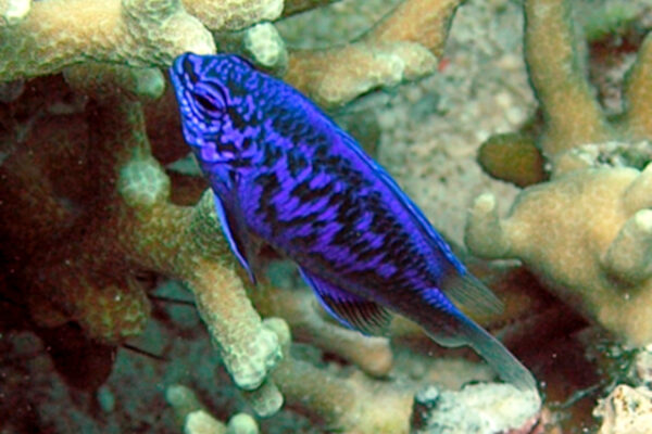 Springer Damselfish Chrysiptera springeri