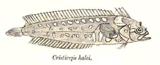 Springeratus xanthosoma (Springeratus xanthosoma) |commons:File:Springeratus xanthosoma Day.png