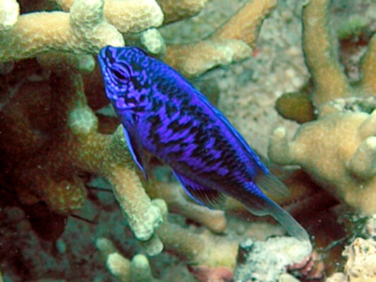 Springer's Damsel (Chrysiptera springeri) |commons:File:Chrysiptera springeri.jpg