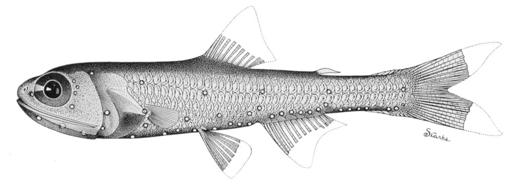 Spurcheek Lanternfish (Bolinichthys photothorax) |commons:File:Bolinichthys photothorax.jpg