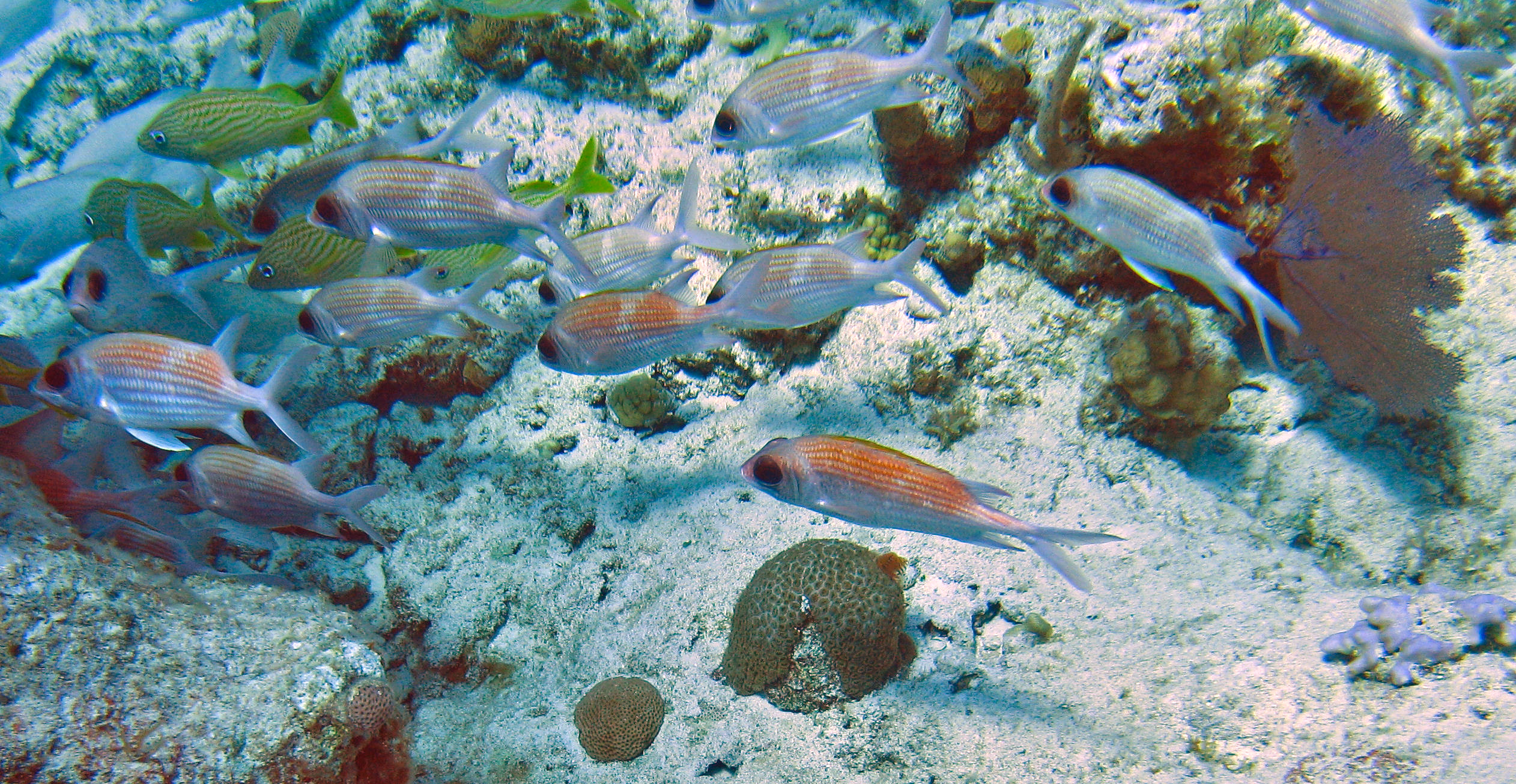 Squirrelfish (Holocentrus adscensionis) |commons:File:Holocentrus adscensionis (squirrelfish) & Haemulon flavolineatum (French grunts) (San Salvador Island, Bahamas) (16182196342).jpg