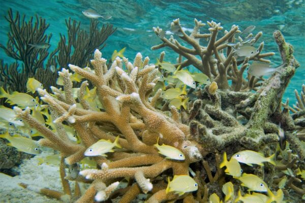 Staghorn Acropora Acropora cervicornis