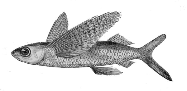 stained flyingfish (Cheilopogon spilonotopterus) |commons:File:Cheilopogon spilopterus.jpg