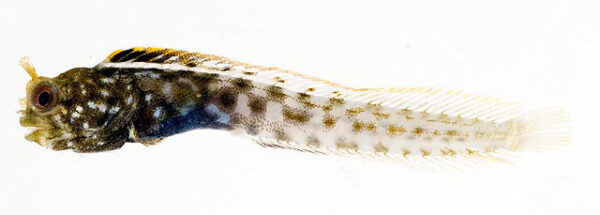 Stalk Blenny (Acanthemblemaria greenfieldi) |commons:File:Acanthemblemaria greenfieldi.jpg
