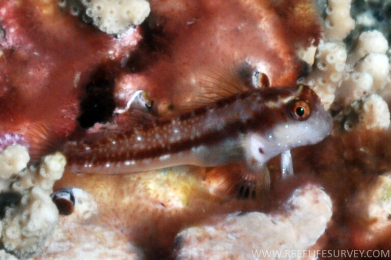 Stanulus talboti (Stanulus talboti) |commons:File:StanulusTalbotiRLS.jpg