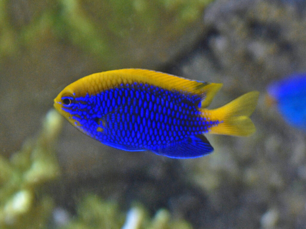 Starki Damsel Chrysiptera starcki