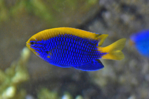 Starki Damsel Chrysiptera starcki
