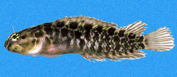 Starksia culebrae (Starksia culebrae) |commons:File:Starksia culebrae.jpg