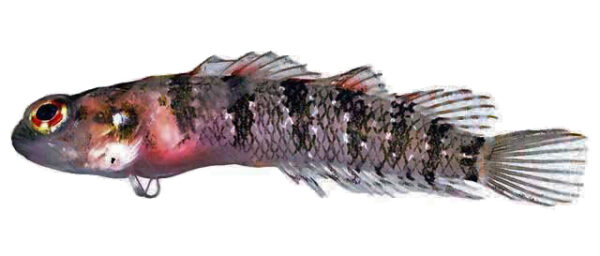 Starksia elongata (Starksia elongata) |commons:File:Starksia elongata.jpg