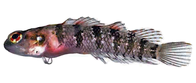 Starksia elongata (Starksia elongata) |commons:File:Starksia elongata.jpg
