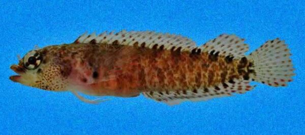 Starksia fulva (Starksia fulva) |commons:File:Starksia fulva.jpg