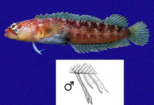 Starksia galapagensis (Starksia galapagensis) |commons:File:Starksia galapagensis.jpg