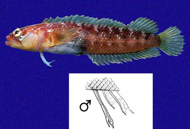 Starksia galapagensis (Starksia galapagensis) |commons:File:Starksia galapagensis.jpg