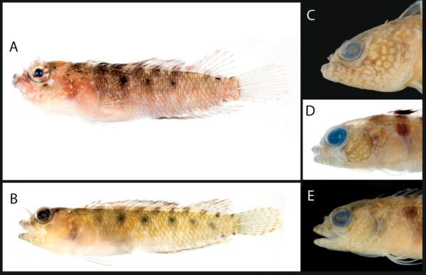 Starksia greenfieldi (Starksia greenfieldi) |commons:File:Starksia greenfieldi.jpg