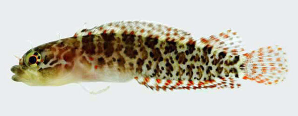 Starksia guttata (Starksia guttata) |commons:File:Starksia guttata.jpg