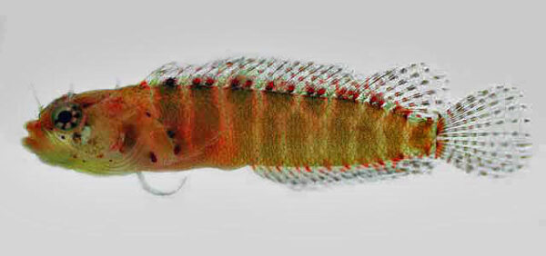 Starksia hassi (Starksia hassi) |commons:File:Starksia hassi.jpg