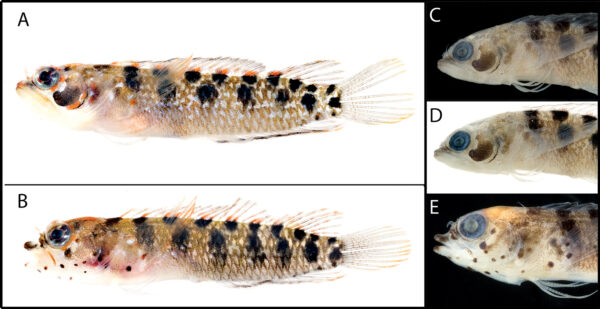 Starksia langi (Starksia langi) |commons:File:Starksia langi.jpg
